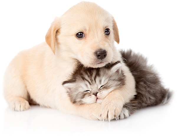 vacunacion perros y gatos