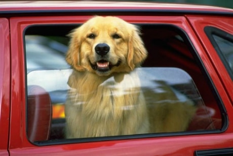 golpes de calor perros - perros- Veterinario Guadarrama
