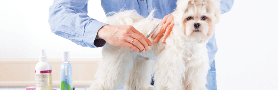 ¿A qué razas de perro no les conviene un corte de pelo en verano? ¿A qué razas de perro no les conviene un corte de pelo en verano?