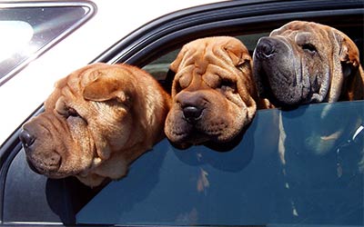 Cómo prevenir los golpes de calor en los perros Cómo prevenir los golpes de calor en los perros