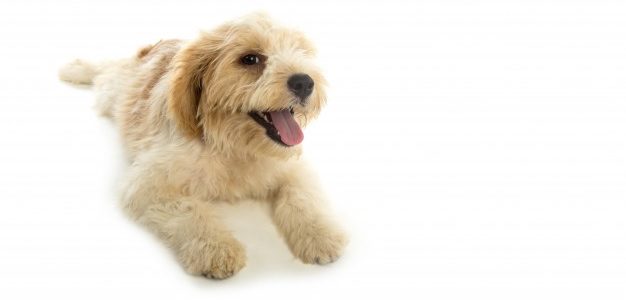 Qué hacer si tu perro sufre un golpe de calor Qué hacer si tu perro sufre un golpe de calor