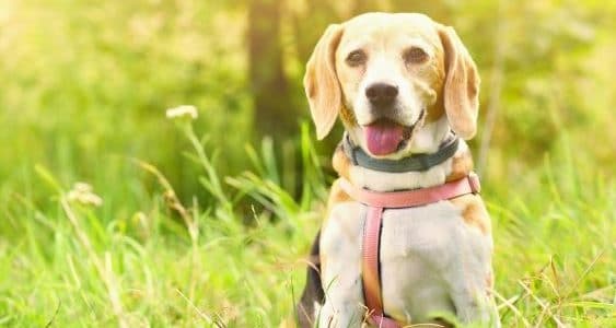 Consejos para la detección de la artrosis en los perros Consejos para la detección de la artrosis en los perros