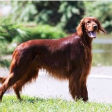 Consejos para tu mascota en verano Consejos para tu mascota en verano