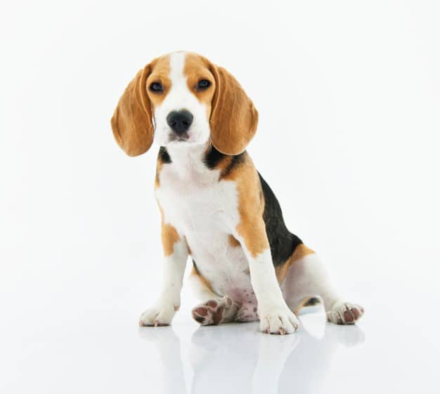 Leishmania en mascotas
