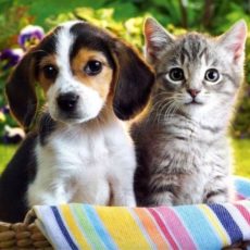 Leishmania en mascotas Leishmania en mascotas