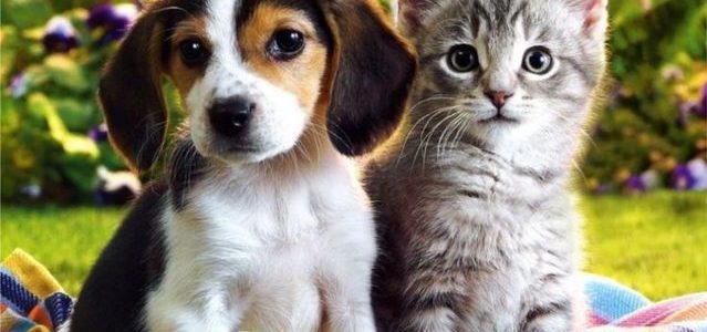 Leishmania en mascotas Leishmania en mascotas