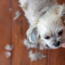 ¿Por qué debo llevar a mi mascota a la peluquería? ¿Por qué debo llevar a mi mascota a la peluquería?
