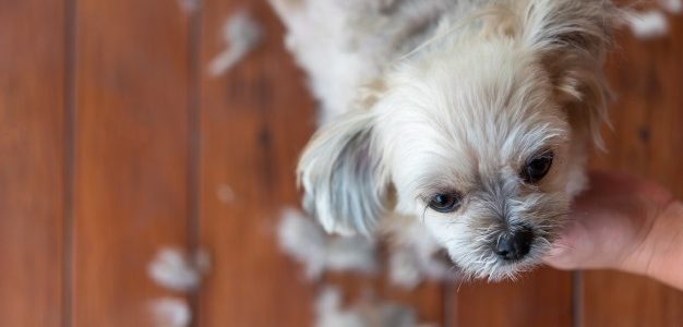 ¿Por qué debo llevar a mi mascota a la peluquería? ¿Por qué debo llevar a mi mascota a la peluquería?
