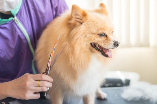 ¿Por qué debo llevar a mi mascota a la peluquería?
