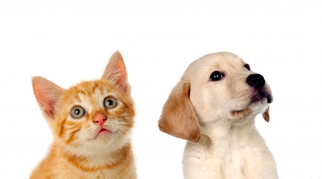 Enfermedades invernales comunes en mascotas