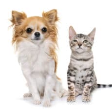 Juntar gatos y perros ¿imposible? Juntar gatos y perros ¿imposible?