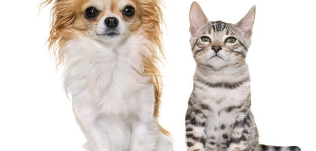 Juntar gatos y perros ¿imposible? Juntar gatos y perros ¿imposible?