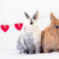 Consejos para cuidar a tu conejo Consejos para cuidar a tu conejo