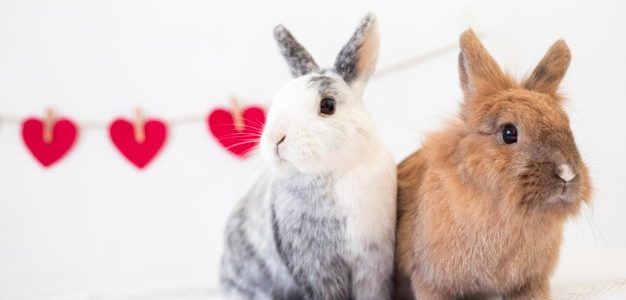 Consejos para cuidar a tu conejo