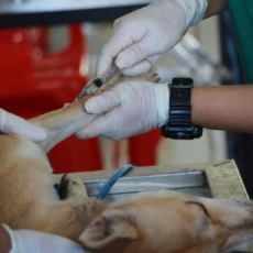 Cómo escoger el mejor veterinario Cómo escoger el mejor veterinario