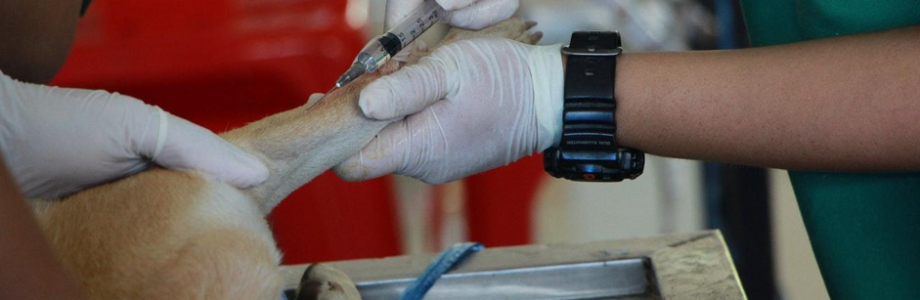 Cómo escoger el mejor veterinario Cómo escoger el mejor veterinario