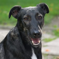 Causas de la halitosis en Perros Causas de la halitosis en Perros