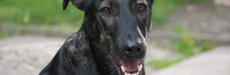 Causas de la halitosis en Perros Causas de la halitosis en Perros