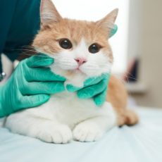 ¿Qué puedo hacer con mis gatos en vacaciones? ¿Qué puedo hacer con mis gatos en vacaciones?
