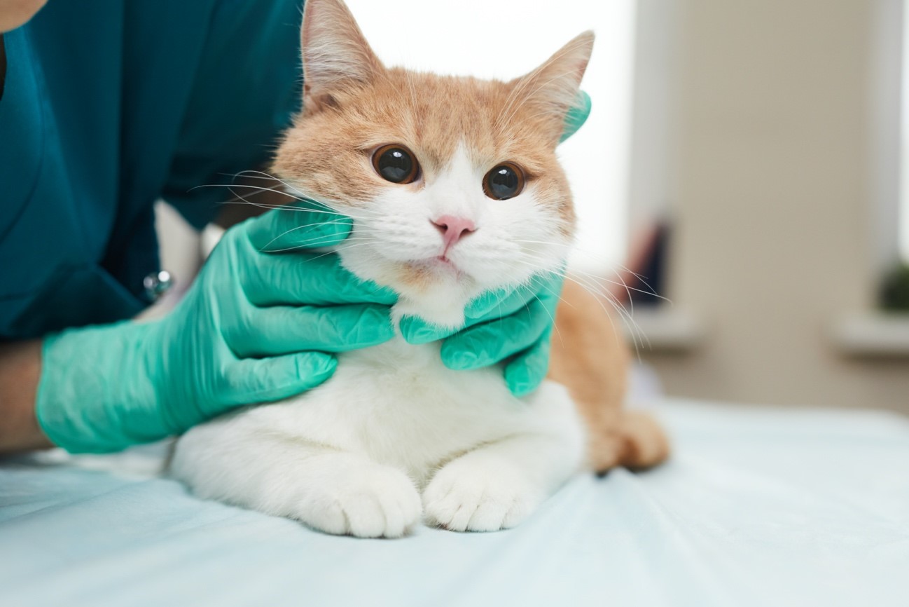 ¿Qué puedo hacer con mis gatos en vacaciones?