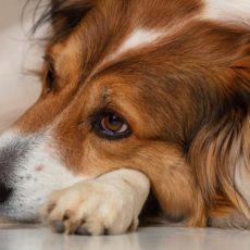 Ansiedad por separación en perros: todo lo que debes saber Ansiedad por separación en perros: todo lo que debes saber