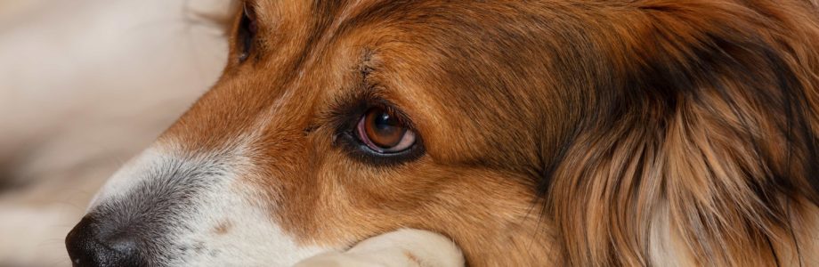 Ansiedad por separación en perros: todo lo que debes saber