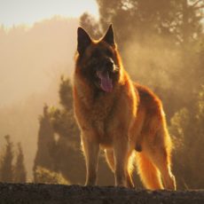¿Qué vacunas necesitan los perros? | 2022 ¿Qué vacunas necesitan los perros? | 2022