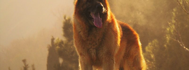 ¿Qué vacunas necesitan los perros? | 2022 ¿Qué vacunas necesitan los perros? | 2022