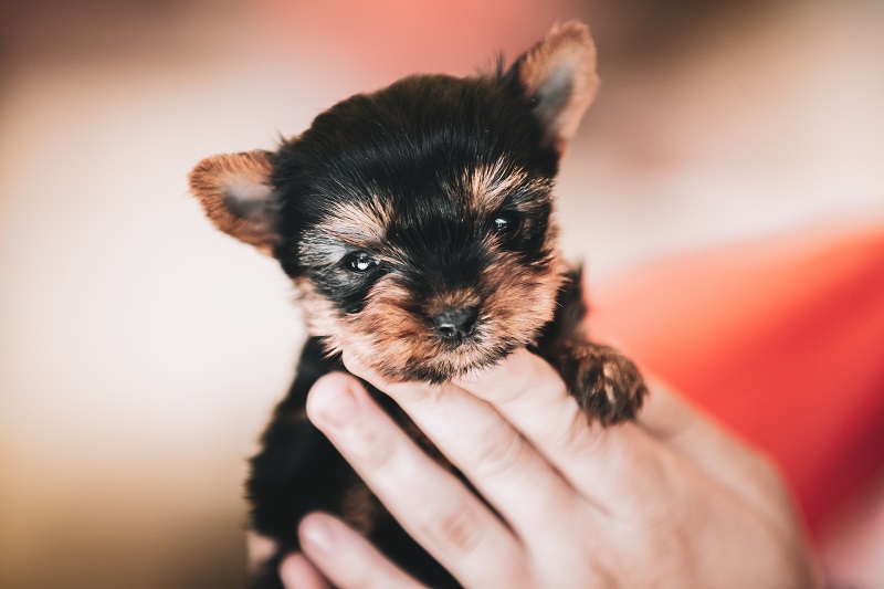 ¿Qué vacunas necesitan los perros?