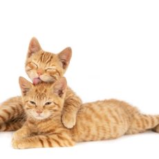 Lo que debes saber sobre el celo en los gatos Lo que debes saber sobre el celo en los gatos