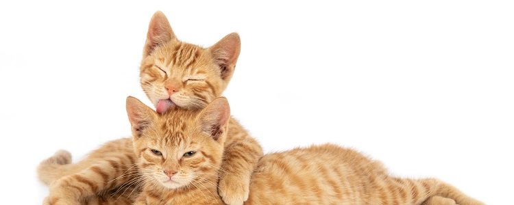 Lo que debes saber sobre el celo en los gatos