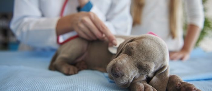Estas son las enfermedades más comunes en los perros Estas son las enfermedades más comunes en los perros