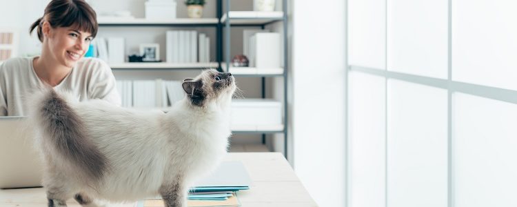 Consejos para evitar el estrés en tu mascota al acudir al veterinario