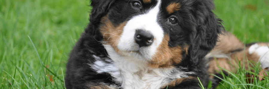 Desparasitación en perros Desparasitación en perros