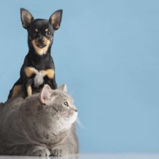¿Por qué son importantes las revisiones veterinarias periódicas para la salud de tu mascota?