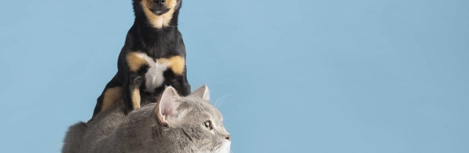 ¿Por qué son importantes las revisiones veterinarias periódicas para la salud de tu mascota?
