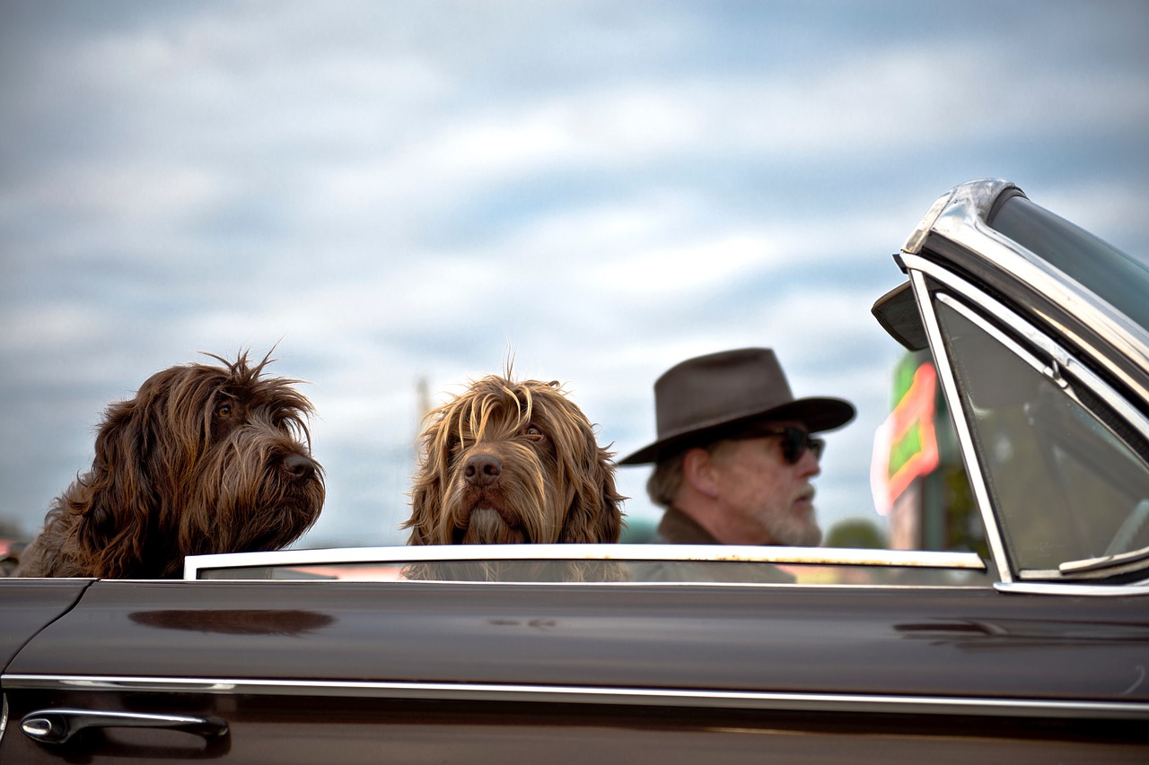 Viajar con tu mascota en verano