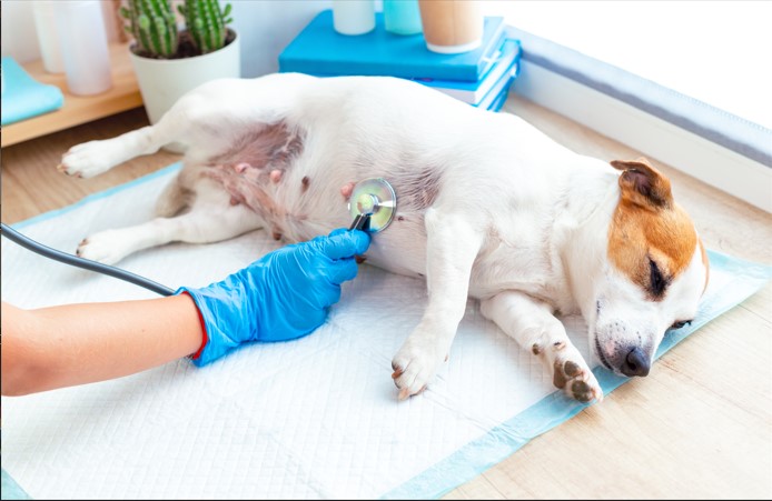 Medicina preventiva en mascotas