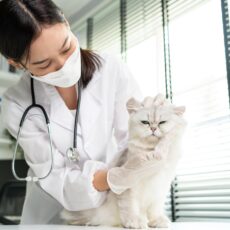 Esterilización de gatos: Salvando vidas y promoviendo el bienestar felino