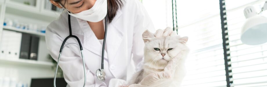 Esterilización de gatos: Salvando vidas y promoviendo el bienestar felino
