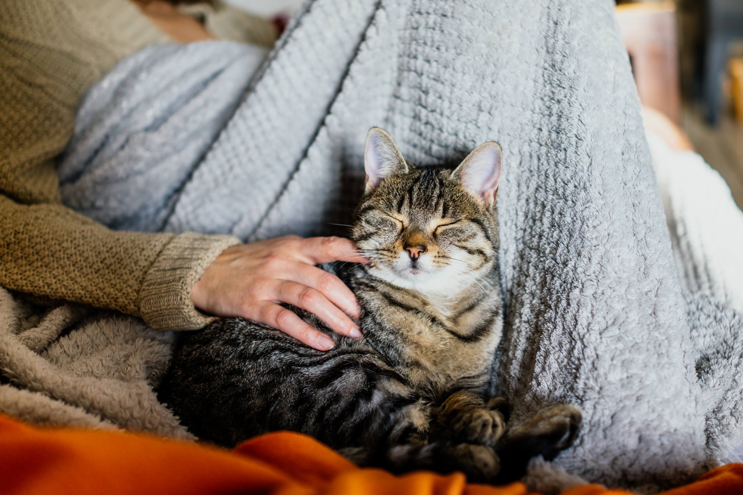 La importancia de llevar a tu gato al veterinario: cuidando su salud y bienestar