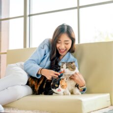 La importancia de llevar a tu gato al veterinario: cuidando su salud y bienestar