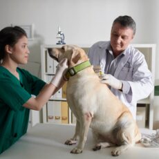 Preparando a tu mascota para una visita exitosa al veterinario