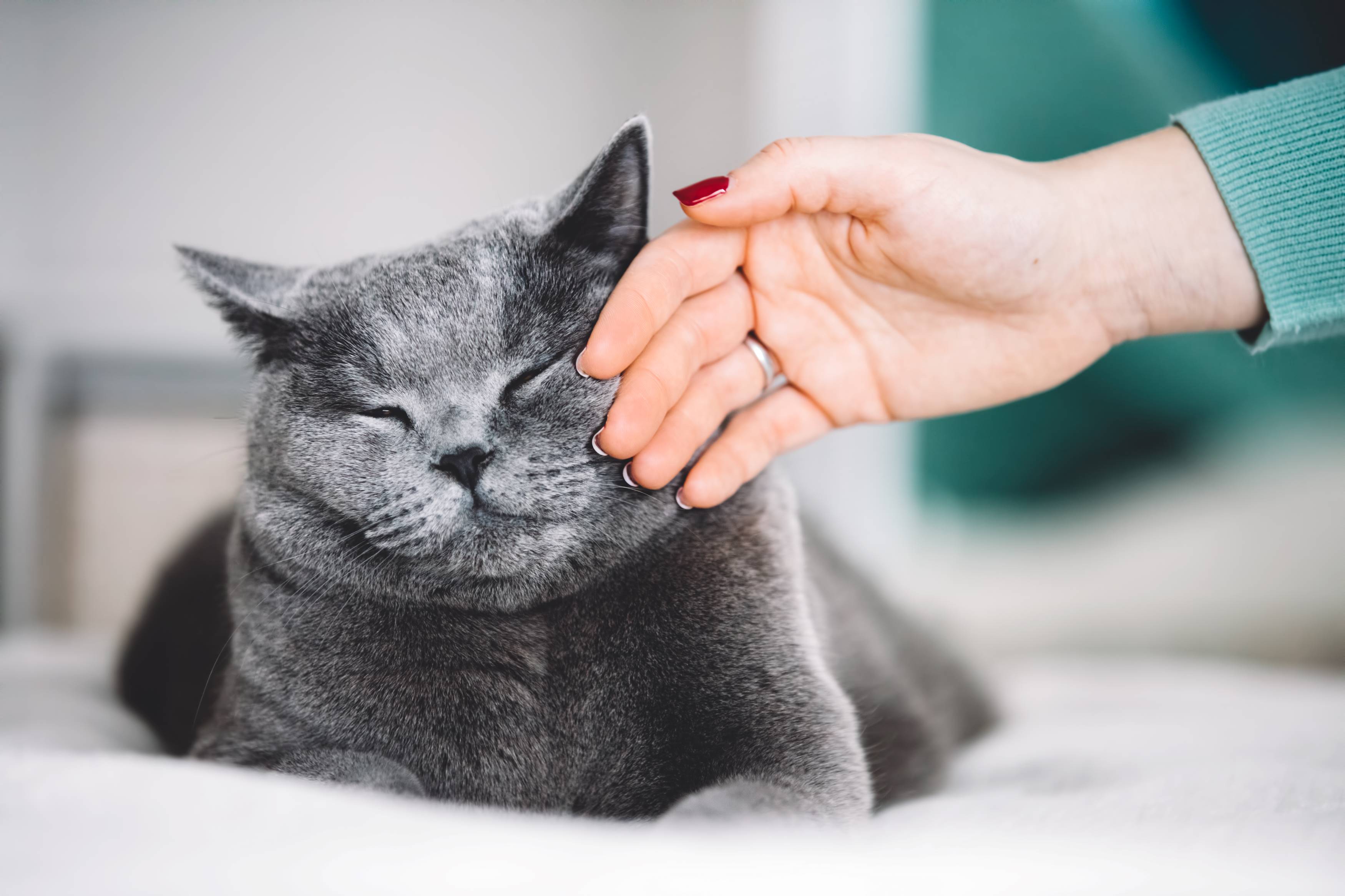 Ventajas de contar con una residencia felina
