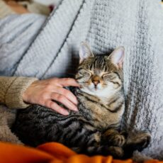 Ventajas de contar con una residencia felina Ventajas de contar con una residencia felina