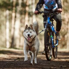 Tipos de arneses para perros Tipos de arneses para perros