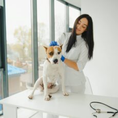 ¿Qué se considera una emergencia veterinaria? ¿Qué se considera una emergencia veterinaria?