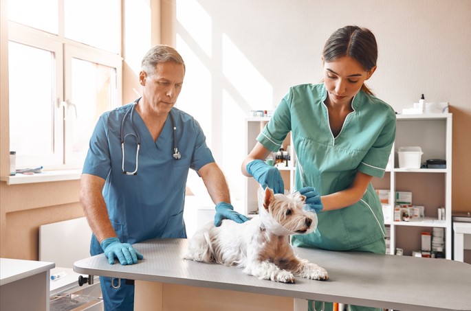 ¿Qué se considera una emergencia veterinaria?