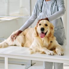 ¿En qué consisten los planes de salud para perros y gatos? ¿En qué consisten los planes de salud para perros y gatos?