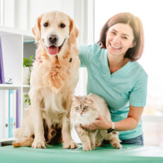 ¿Cómo se lleva a cabo la esterilización de perros y gatos? ¿Cómo se lleva a cabo la esterilización de perros y gatos?